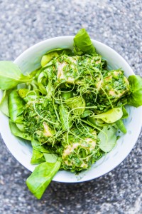ceviche af laks med krydderurter og ærteskud